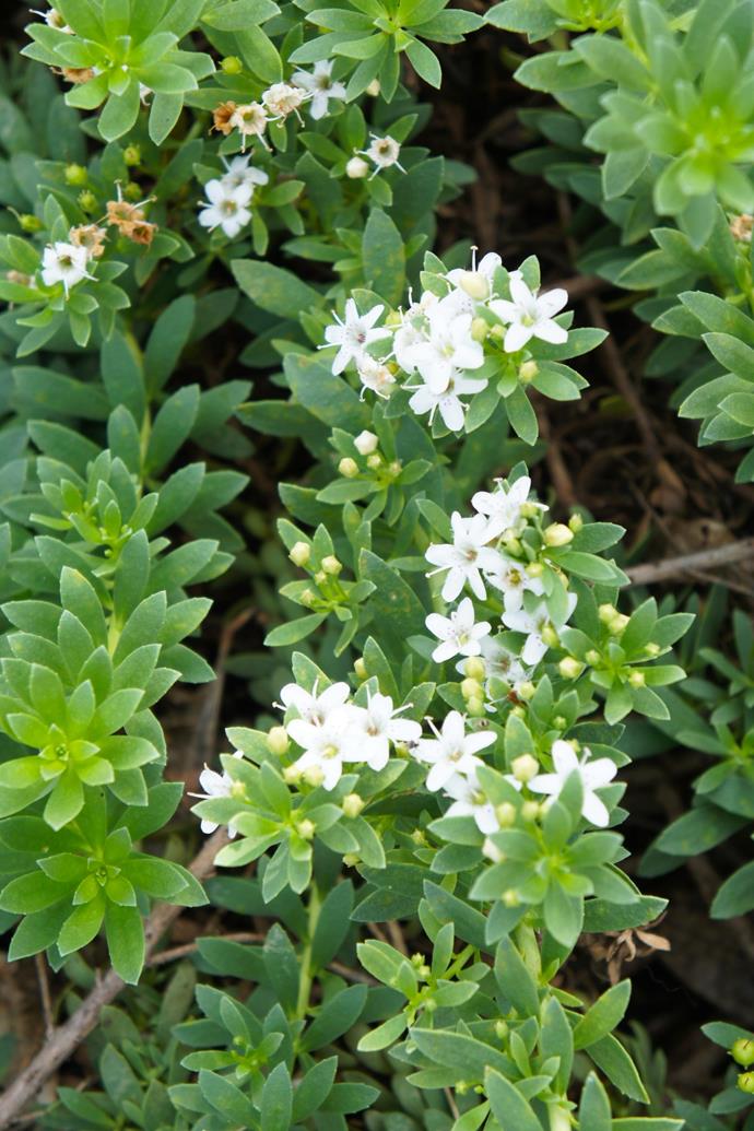 (*Myoporum parvifolium*).