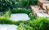 7 hardy groundcovers for Australian gardens