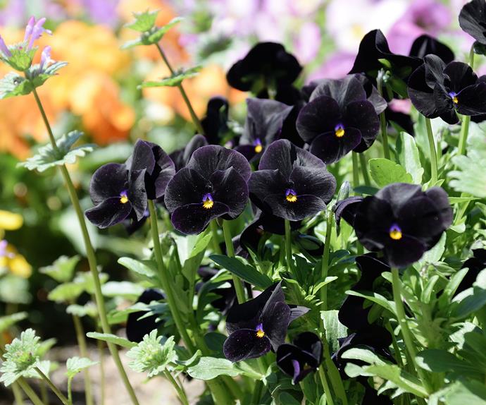 Black flowers