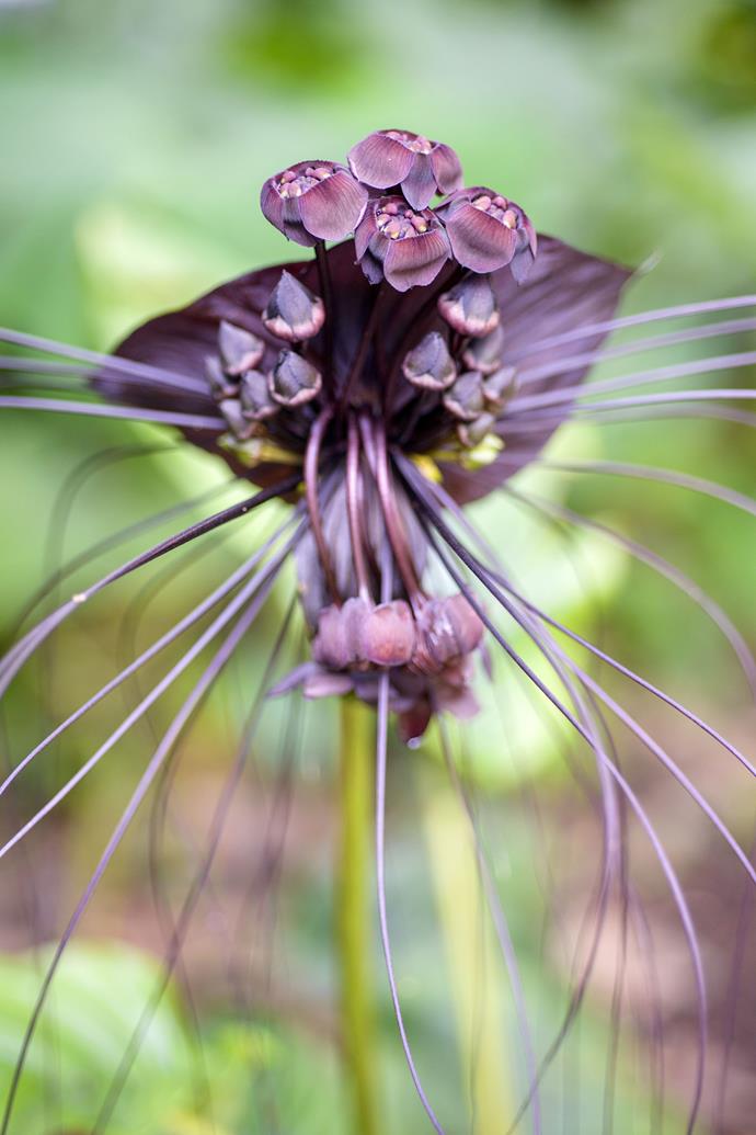 **Black bat plant (Tacca chantrieri)** 
<br></br>
The black bat plant flower resembles a bat complete with its long whisker-like filaments. This is a black flower for a subtropical to tropical climate in a shaded spot. In cooler areas grow it as a show-stopping container plant in a warm, sheltered but shaded spot.
