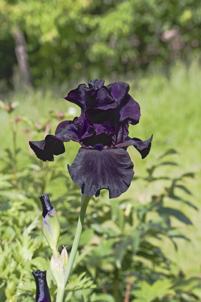 **Tall bearded iris**
<br></br>
The many colours of iris include deep purple or maroon petals that can appear almost black. They grow from rhizomes and need a sunny, well-drained spot in the garden. Tall bearded iris [flower in spring](https://www.homestolove.com.au/best-spring-flowers-13235|target="_blank"). 