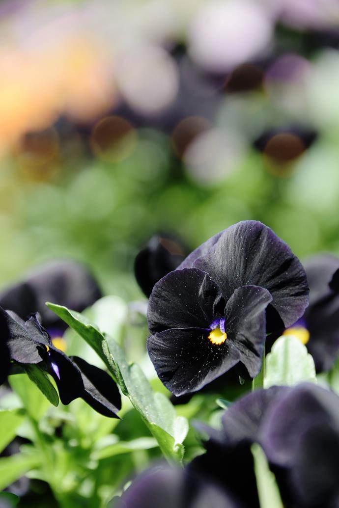 **Black pansy**
<br></br>
This deep black pansy is possibly the closest to a black flower you can grow in the garden. [Plant pansy seedlings](https://www.homestolove.com.au/flowers-to-plant-in-march-1399|target="_blank") from autumn to spring. Pansies flower from winter to spring but can bloom year round in cold climates. 