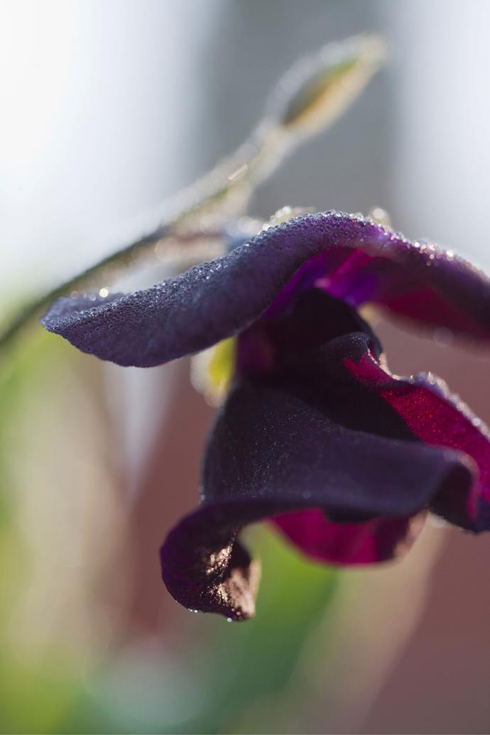 **'Beaujolais' sweet pea**
<br></br>
This sweet pea's deep wine-red petals are almost black. Sweet peas are [annual climbers](https://www.homestolove.com.au/fast-growing-climbing-plants-1584|target="_blank") that need to the support of a trellis or teepee in full sun. Sow seeds in autumn for winter to spring flowers that are ideal for picking.