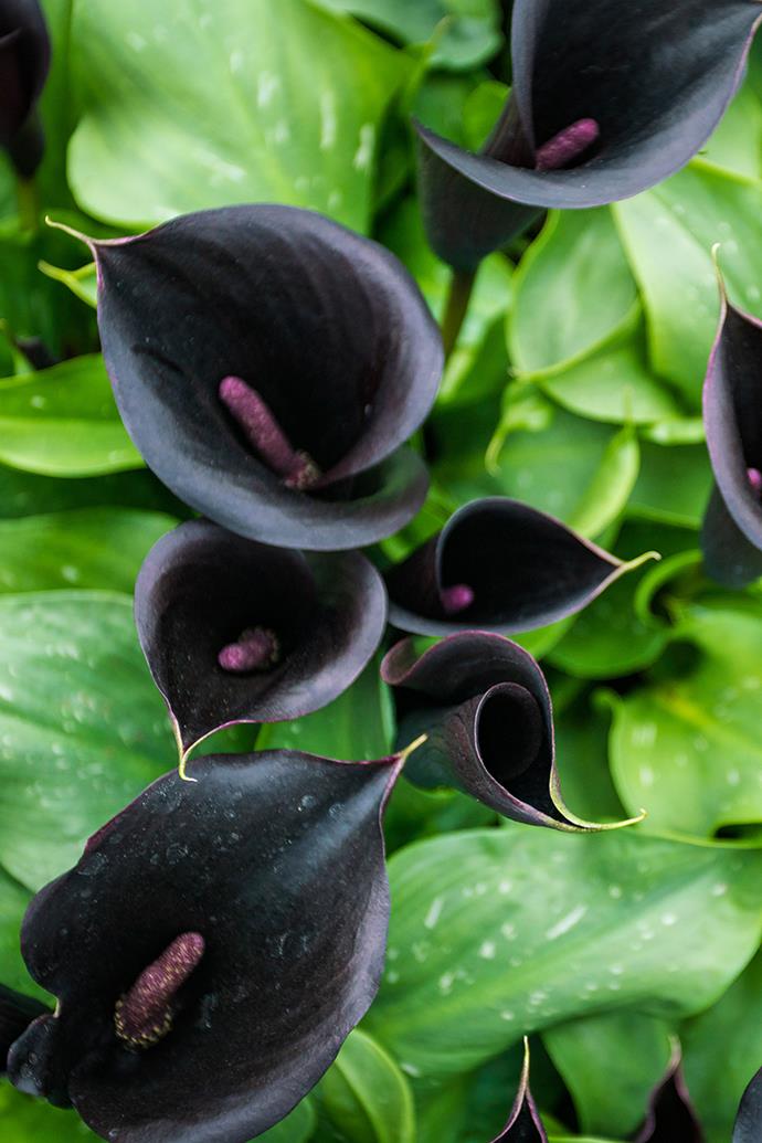 **Black calla lily**
<br></br>
These deep maroon lilies are very close to chocolate black and are popular as cut flowers. They bloom in gardens in summer. Look for varieties such as Calla Lily 'Black Star' and Calla Lily 'Black Jack' at your local nursery.