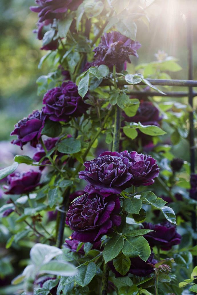 **'Reine des Violettes' rose**
<br></br>
The Queen of the Violets (as translated into English) is such a deep purple it's almost black. It has 75 petals giving it a full quartered flower, a [rich-rose perfume](https://www.homestolove.com.au/most-fragrant-rose-varieties-9572|target="_blank") and was named in 1860. It is a Hybrid Perpetual rose that's available as a shrub or a climber. Roses flower from spring to autumn. 