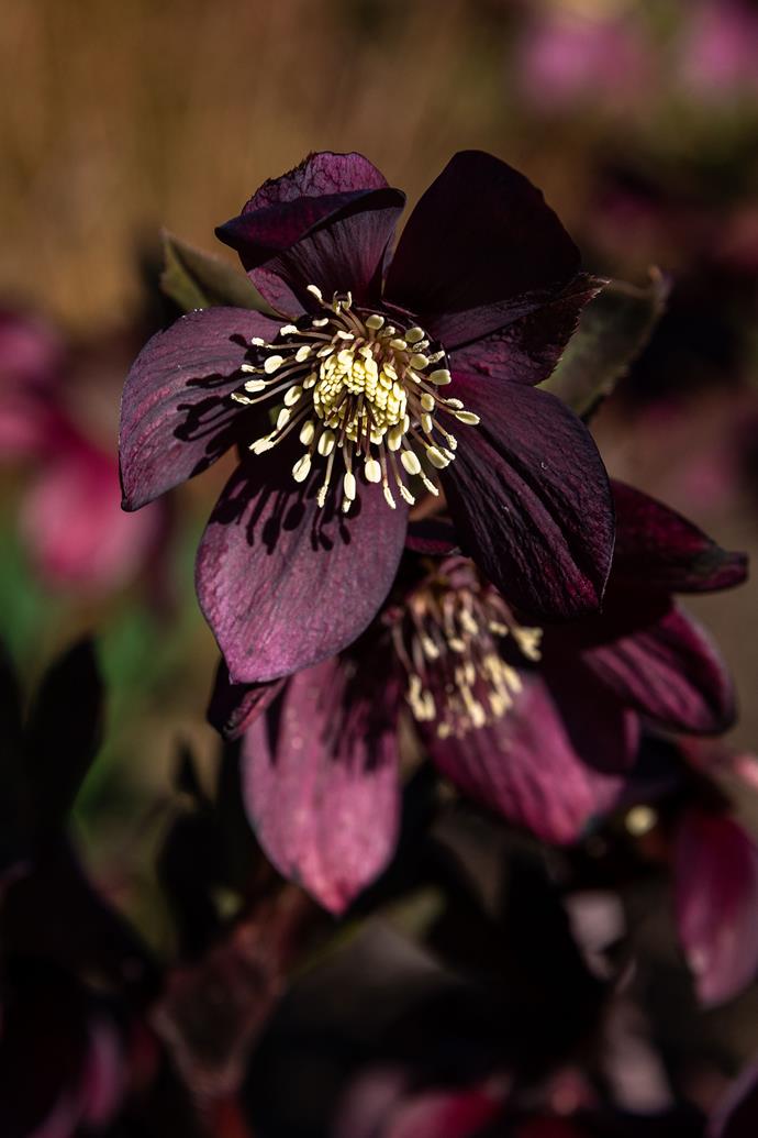 **Hellebore (Helleborus x hybridus)**
<br></br>
Among the pinks and greens of these [winter-flowering perennials](https://www.homestolove.com.au/12-best-winter-flowers-12787|target="_blank") are rare dark burgundy, slate grey and almost black varieties. Hellebores prefer shady spots, grow well in pots and flower from winter to spring. They do best in cold to cool temperate climates. 
