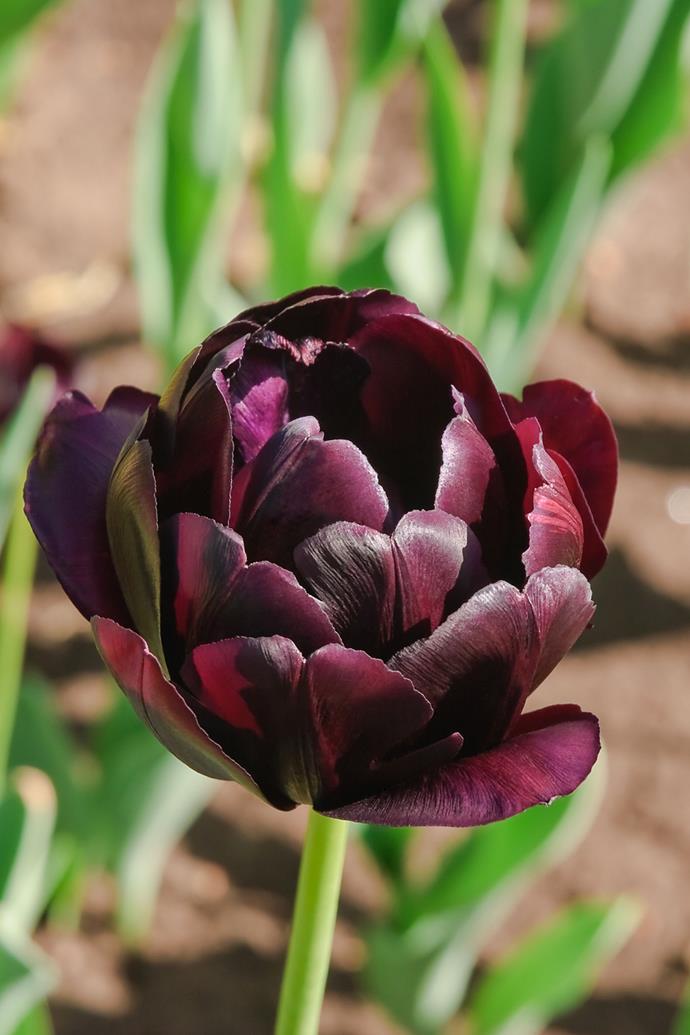 **'Black Hero' tulip**
<br></br>
These many-petalled tulips are called 'peony-flowered' due to their shape, which is like that of a peony. The black is revealed to be a deep burgundy when light illuminates the petals. [Plant tulip bulbs](https://www.homestolove.com.au/grow-tulips-australia-9528|target="_blank") in autumn in garden beds or containers for spring flowers. 