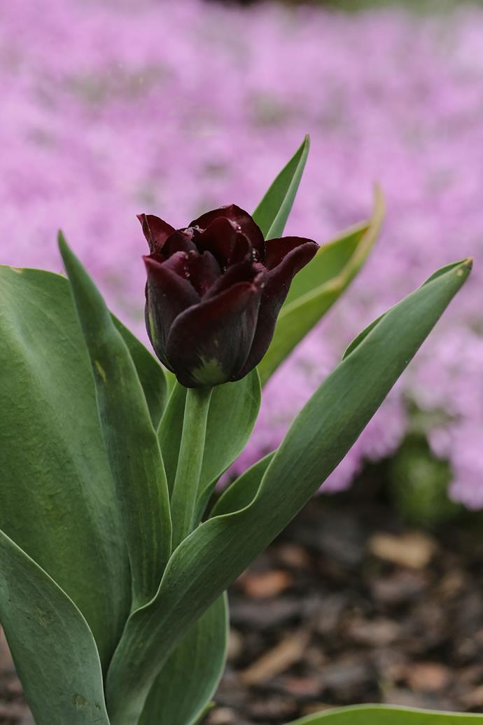 **'Queen of the Night' tulip**
<br></br>
These blooms appear black but are a deep rich crimson and as close to black as can be found in the world of flowers. Tulips grow from bulbs planted in autumn. They bloom in spring.
