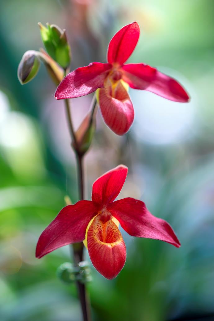 Slipper Orchid (paphiopedilum orchid)