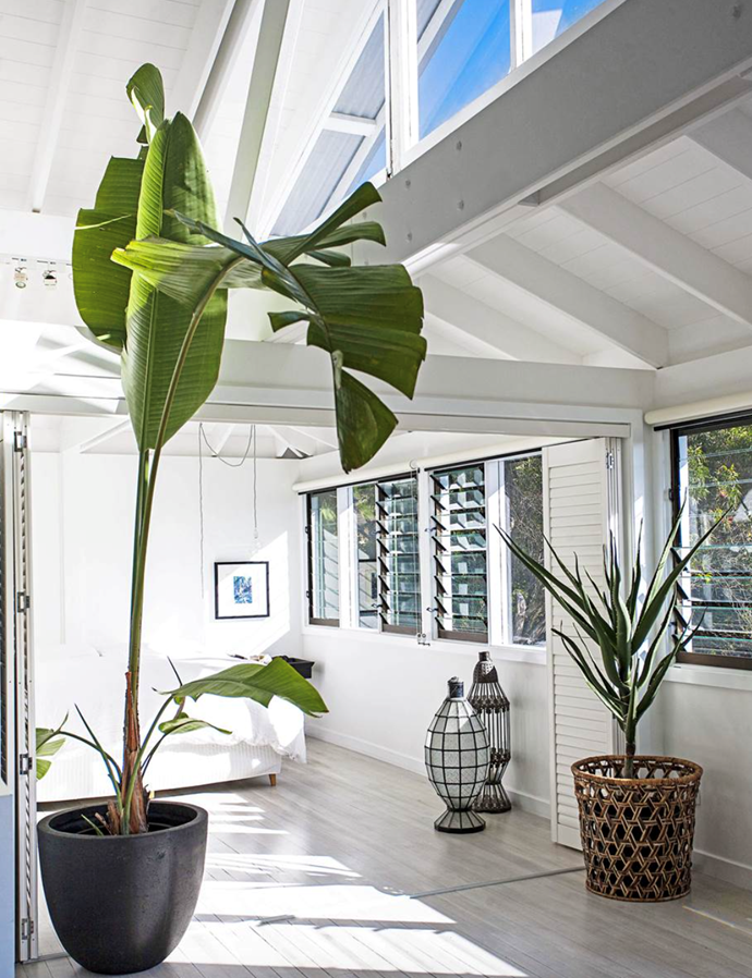 A banana plant flourishes in fashion designer [Jamie Blakey's relaxed yet charismatic beachside home](https://www.homestolove.com.au/gallery-jamies-beach-house-renovation-1408|target="_blank"). 