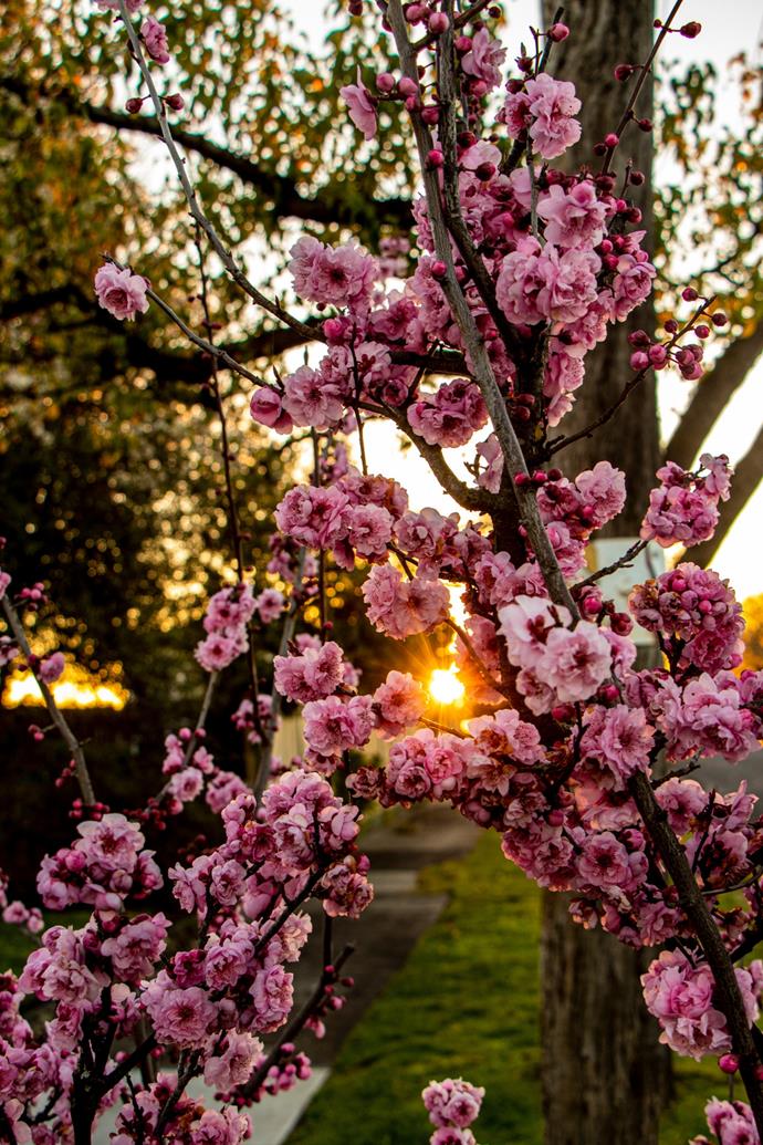 Pink plum blossoms at sunset.