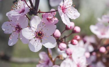 How to grow and care for plum blossom trees