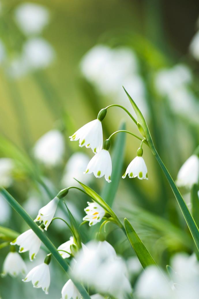 Snowdrop flowers symbolise purity and the ability to overcome challenges.
