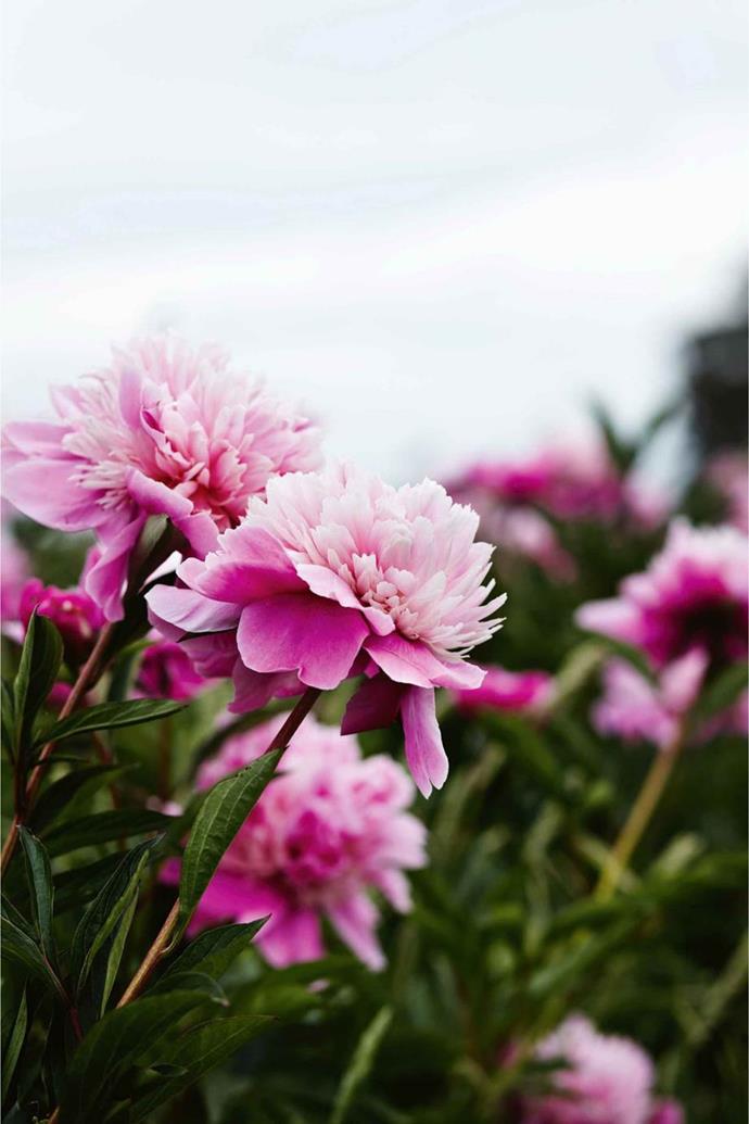 The flowering season lasts only four to six weeks and once the peonies move to full bloom.