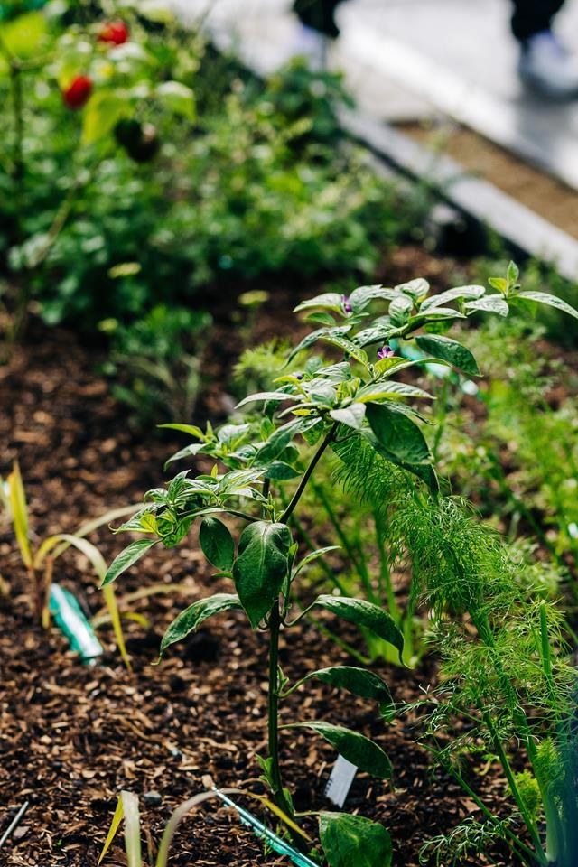 Discover five tips for growing [a vegetable garden you'll actually use](https://www.homestolove.com.au/vegetable-garden-tips-22842|target="_blank"|rel="nofollow"). 