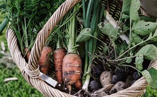 Basket of freshly picked organic vegetables