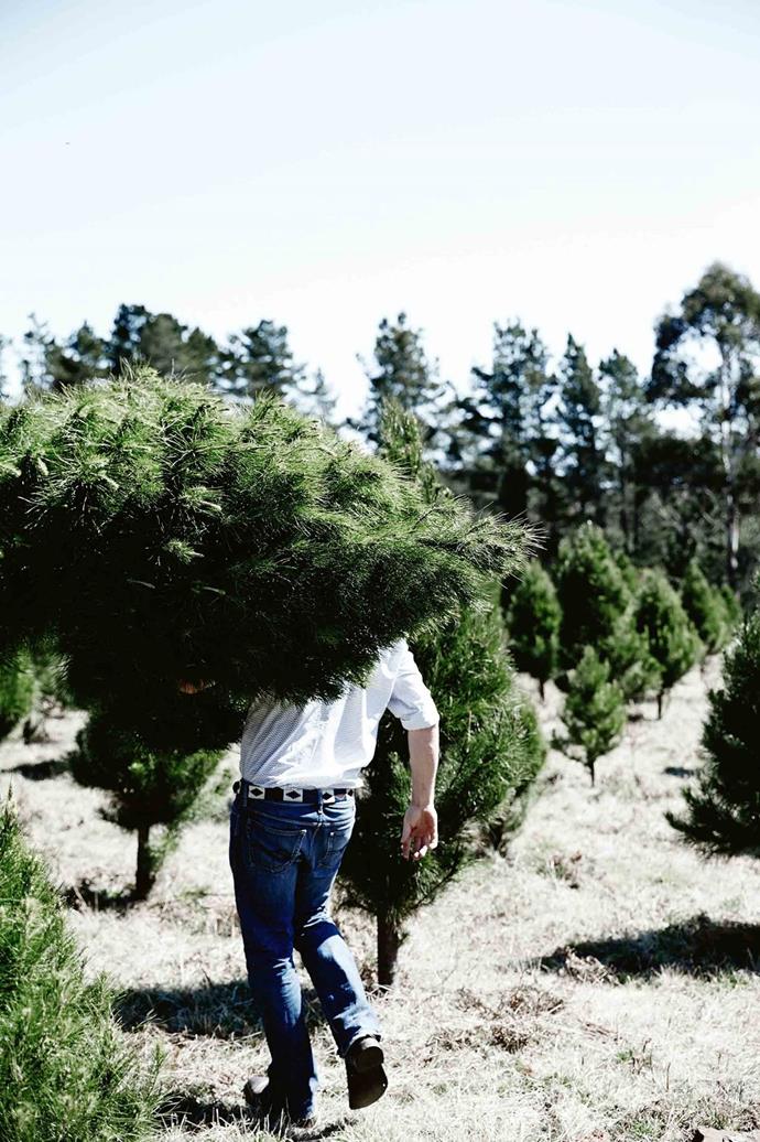 "When the harvest is on, it's flat out," says John, also known as [The Christmas Tree Man](https://www.homestolove.com.au/christmas-tree-farm-near-sydney-13622|target="_blank"). "We pretty much load trucks 24 hours some days, just to keep everyone happy." 