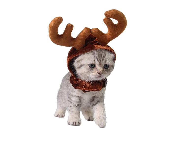 **[Christmas Cat Costume Santa Hat, $78, Paws Planet Australia](https://pawsplanetshop.com/products/christmas-cat-costume-santa-hat-and-scarf-christmas-pet-costume-for-cats-and-small-dog-brown?variant=37547641602248|target="_blank"|rel="nofollow")** 

Your cat will be the cutest addition to the Christmas party in this reindeer fit. Made from polyester, the material is soft and light allowing for a comfortable wear for your feline friend. **[SHOP NOW.](https://pawsplanetshop.com/products/christmas-cat-costume-santa-hat-and-scarf-christmas-pet-costume-for-cats-and-small-dog-brown?variant=37547641602248|target="_blank"|rel="nofollow")** 