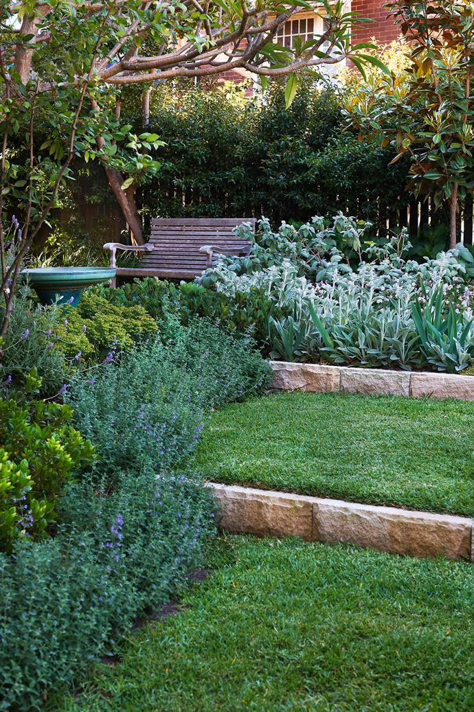 The front garden at [the home of landscape architect Hugh Burnett](https://www.homestolove.com.au/how-to-create-a-soft-perennial-garden-3766|target="_blank") this is a symphony of colour and textures. This silvery-grey block is created by combining strappy leafed bearded iris with lamb's ears and *Plectranthus*.