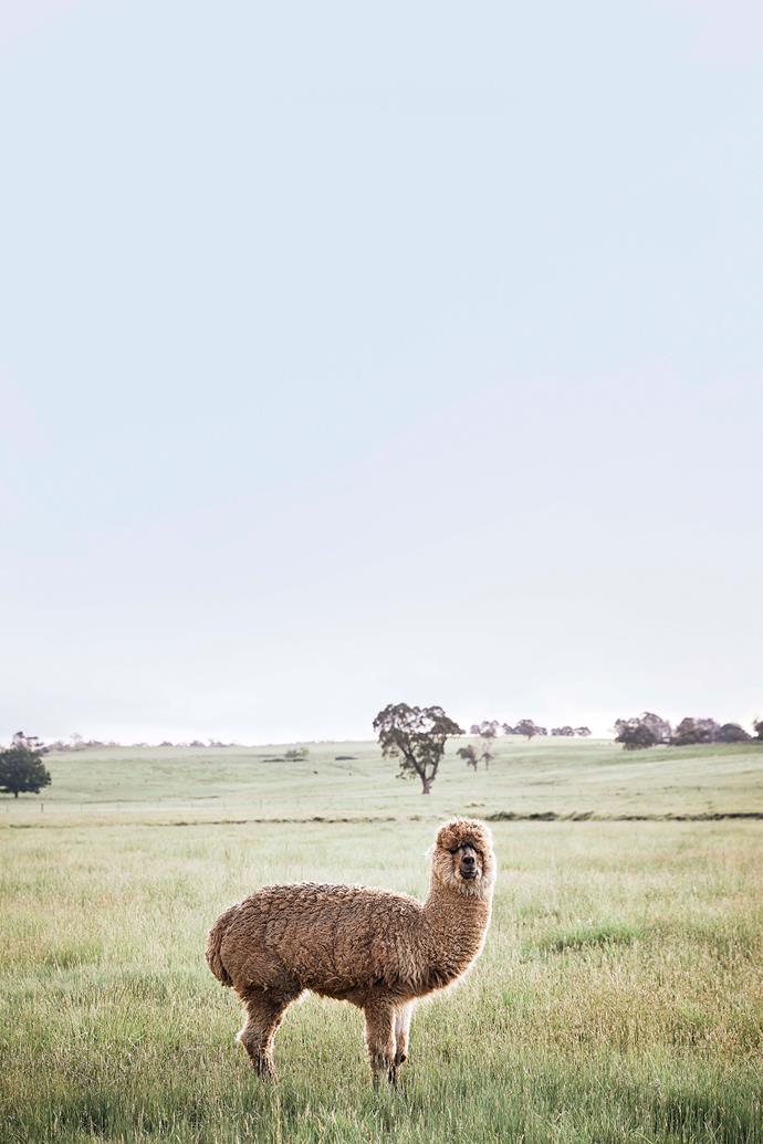 Al the alpaca is a family pet. Marcelo is keen to bring livestock back to Rockaway farm.