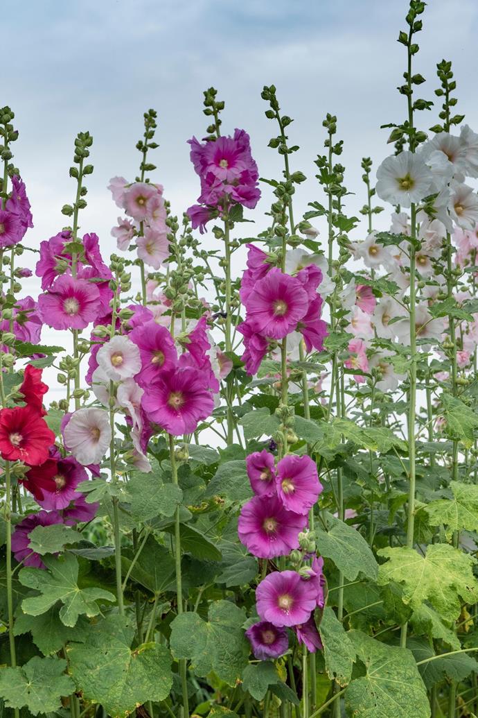 Hollyhocks can grow up to 3 metres tall!