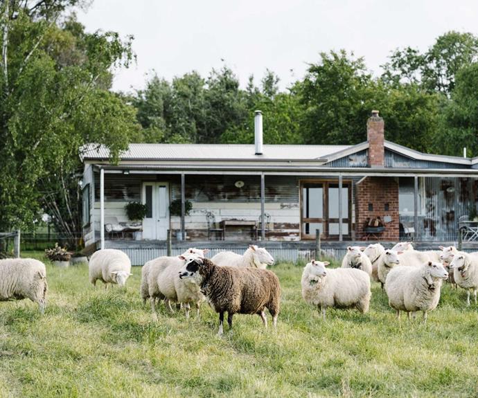 The cottage is located on a secluded property set back from the road. The only other inhabitants are Cheryl's flock of sheep.