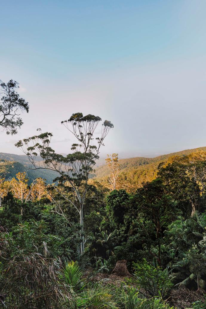 The wild beauty of Tamborine Mountain, where it's six degrees cooler than below.