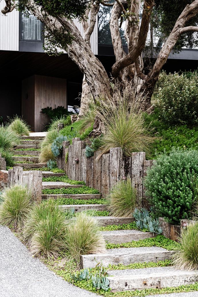 Steps with risers and retaining walls in recycled railway sleepers echo the moonahs and create a sense of arrival. The diverse set of plantings, including tussock grass, westringia, blue chalksticks, kidney weed and Myoporum parvifolium, add softness and variety.