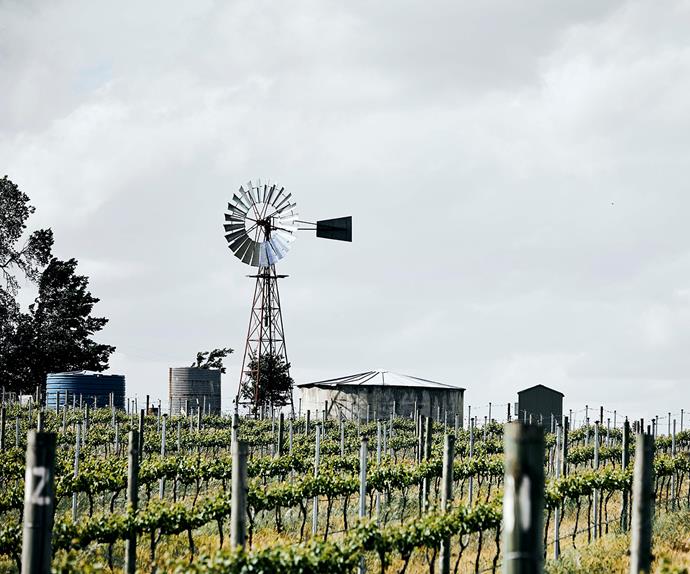 Clonakilla Winery with a windmill and water tank in the distance with grape vines in the foreground
