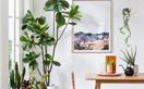 We ordered five faux fiddle leaf fig trees online and these are our top picks