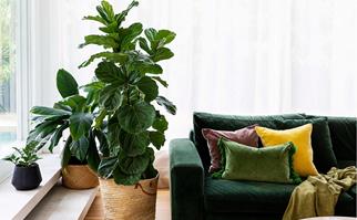 living room green velvet sofa