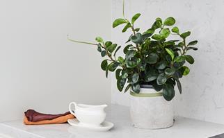 Indoor plant on a marble kitchen bench next to a ceramic gravy boat and linen napkins