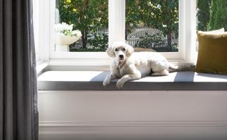 White dog laying on a window seat