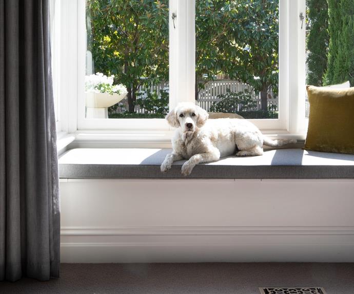 White dog laying on a window seat