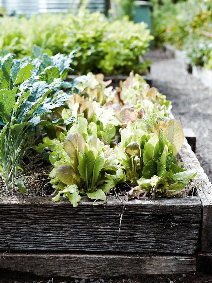 Growing your own vegetables is good for you, good for your wallet, and good for the planet.