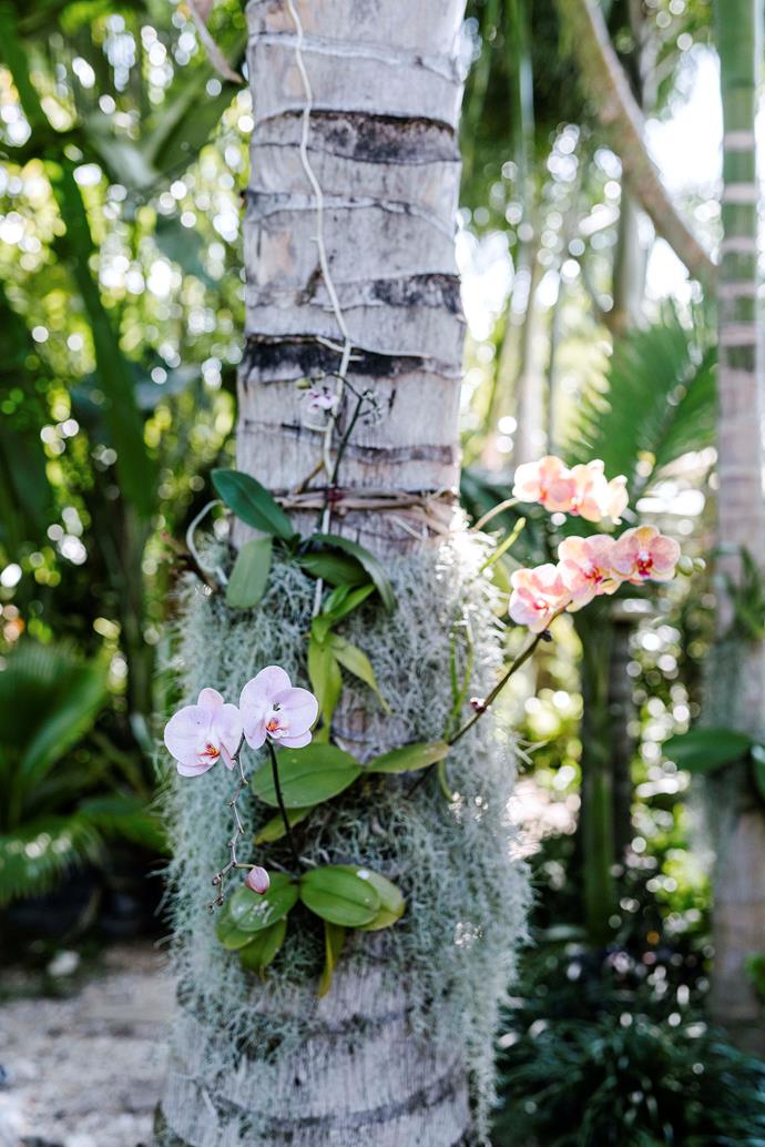 A phalaenopsis orchid and Spanish moss in the garden.