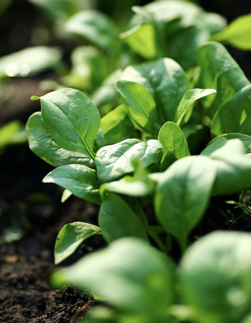 Sow spinach seeds thinly in rows spaced out approximately 45cm apart. Cover lightly with soil, firm in place and water well.