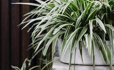 How to grow and propagate spider plants