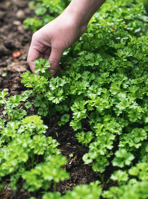 Parsley is rich in vitamins and is even a natural breath freshener! *Photo: Getty*