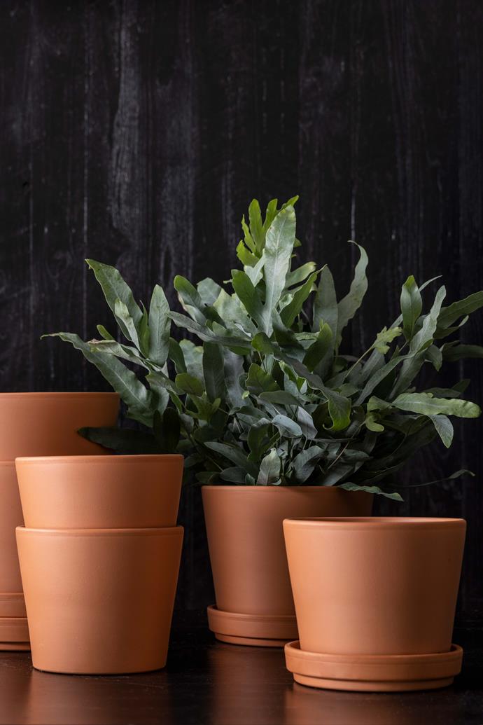 Plant lovers can graduate to trim terracotta.
