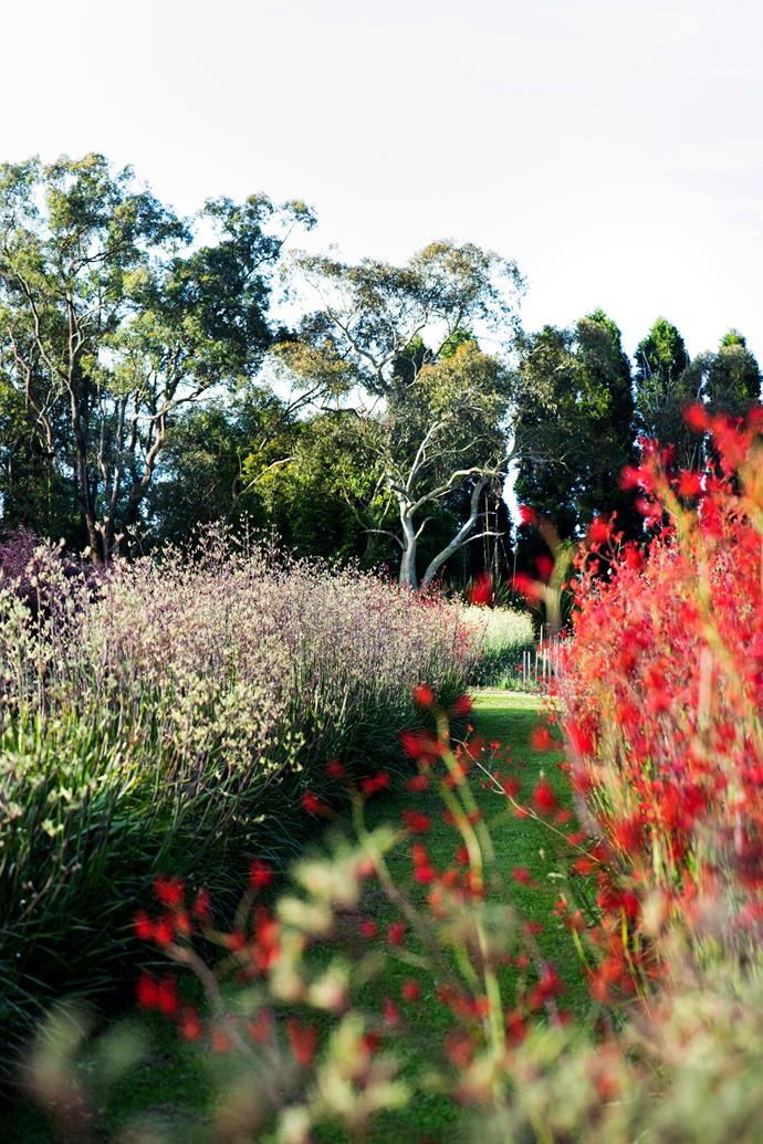 Tall pines form a natural windbreak, protecting the rows of towering kangaroo paws, a key species for the farm.