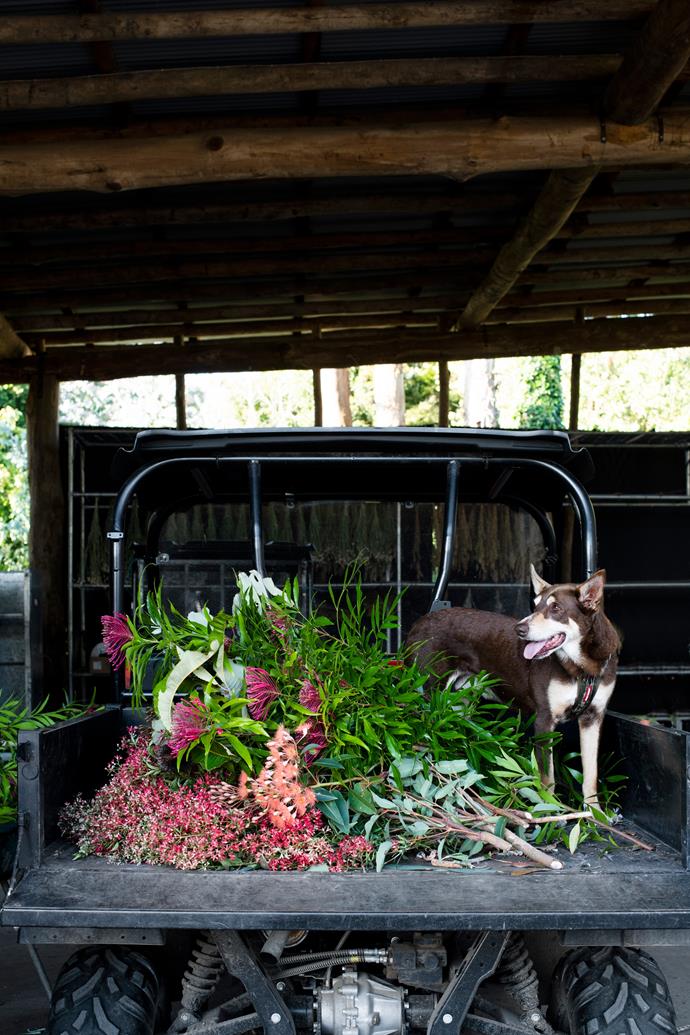 "Baz always rides in the buggy with me," says Craig of his eight-year-old kelpie. Here, the faithful hound stands over fresh pickings of NSW [Christmas bush](https://www.homestolove.com.au/6-festive-australian-native-plants-12139|target="_blank"), flowering gum and lush foliage.