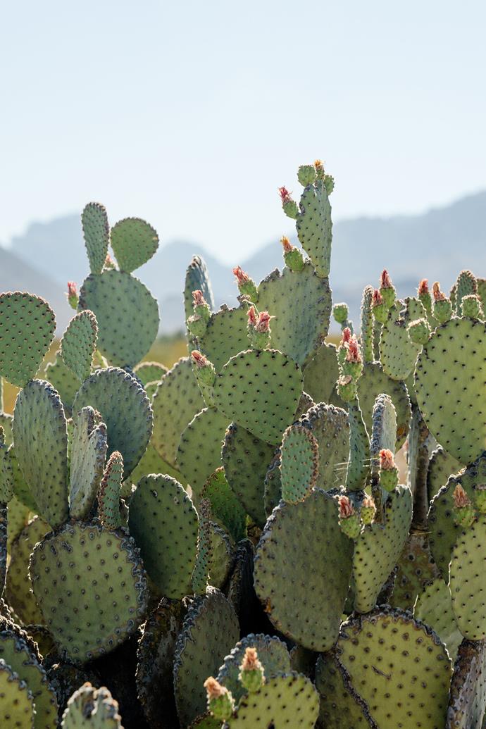 Blind cactus are very similar to bunny ear cacti, but have reddish-brown bristles rather than yellow. 
*Photo: Getty*