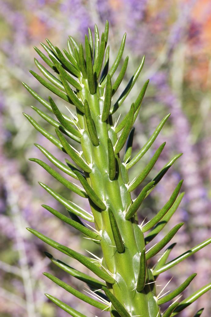 The cylindrical stem is covered in large thickets and sharp prickles. 
*Photo: Getty*