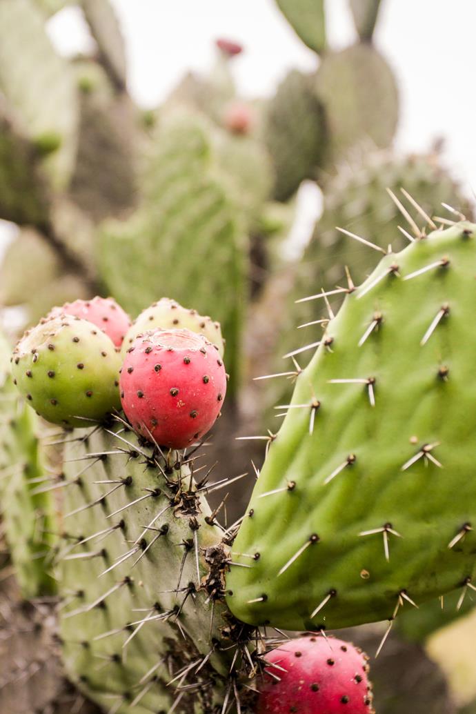 Smooth tree pear cactus feature smooth, glossy stems and pads, with sharp spines and a red-purple fruit. 
*Photo: Getty*