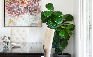 How to take care of your fiddle leaf fig