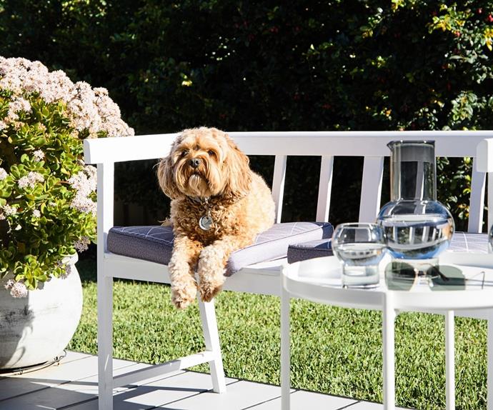 cavoodle dog sitting on garden bench
