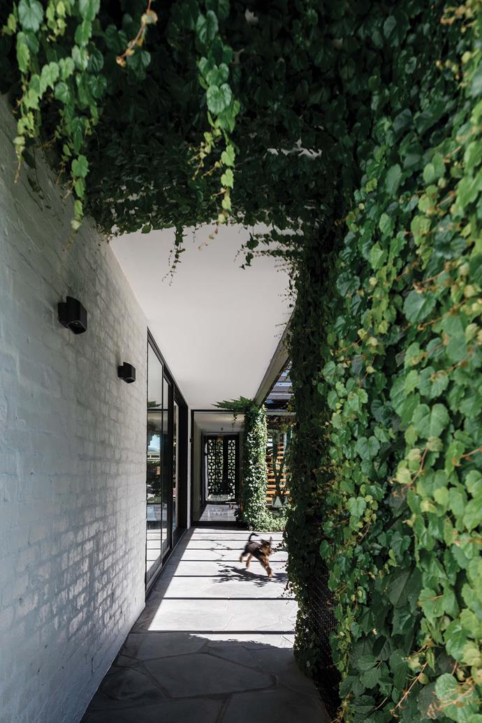 The home's contemporary exterior is slowly bleeding into its surrounds, vines gradually climbing its facade.