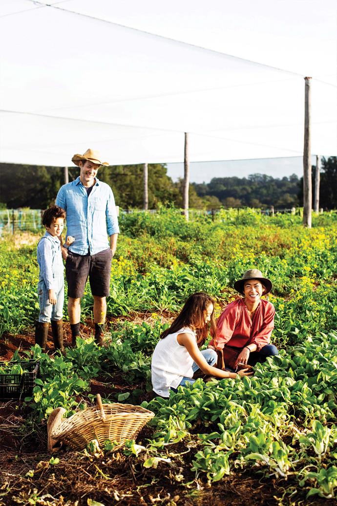Chat Thai's Palisa Anderson and family (husband Matt, with children Arthur and Soraya) join in the harvest at their organic farm near Byron Bay. They produce nutrient- dense specialist ingredients such as holy basil, apple eggplant and betel leaves.