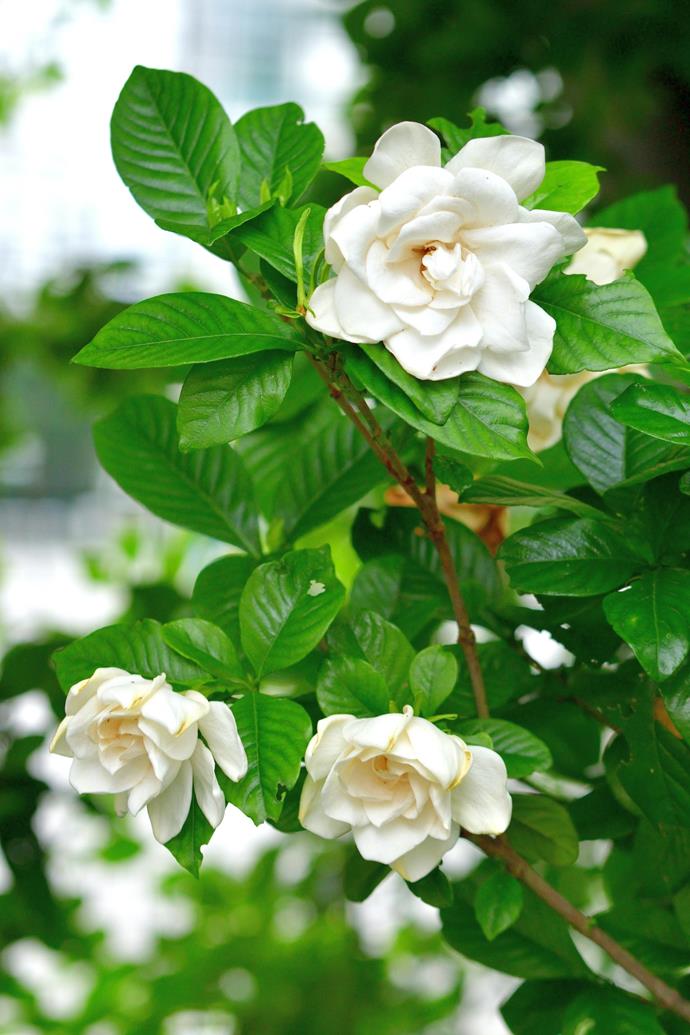 Gardenia makes a stunning fragrant display - both in the garden and in a bud vase.